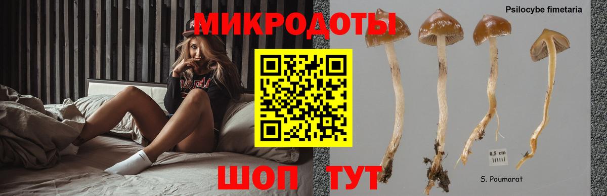 Галлюциногенные грибы Psilocybine cubensis Белгород